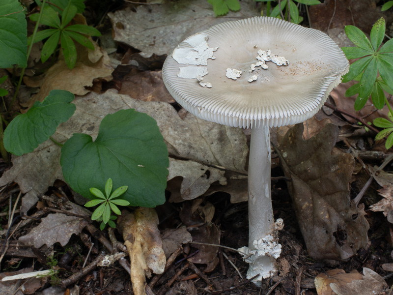 Amanita coryli